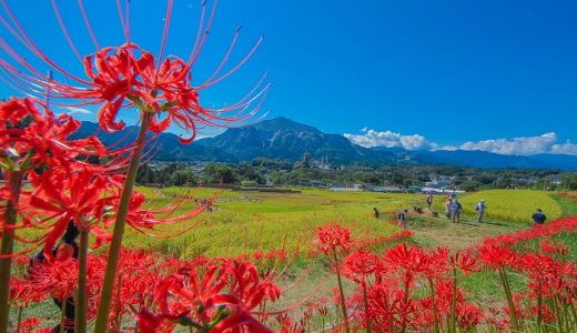 【ふるさと納税】埼玉県横瀬町のおすすめ返礼品と主要10サイトの一覧まとめ